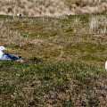 fgk-20260430-meeuwen vlieland - Z6II-european-herring-gulls-vlieland-coastal-grassland-resting.jpg