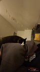 Milou the Domestic cat (NL:Huiskat, Felis catus) resting on Kyra
