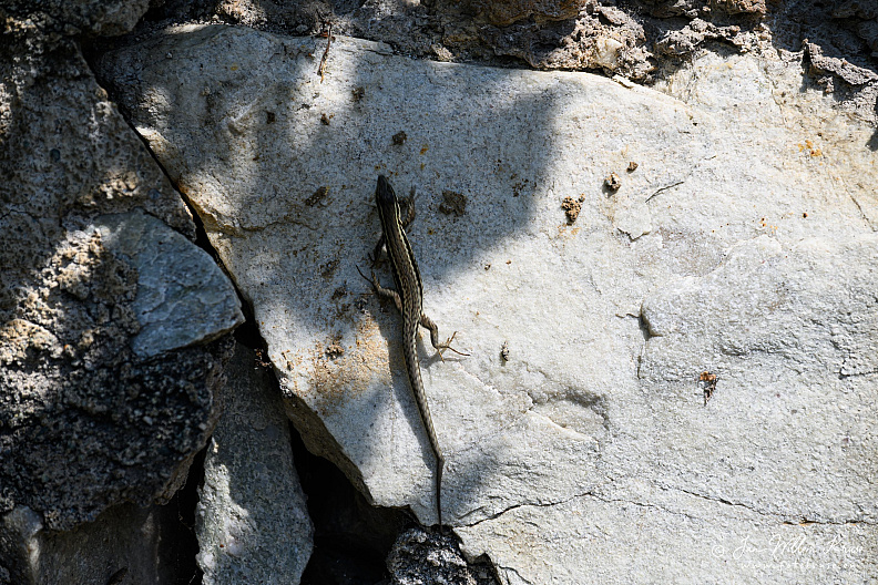 Common wall lizard (NL:Muurhagedis, Podarcis muralis) stretched along a pale sunlit rock at Longeborgne.