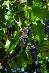 Grape Clusters on Common grapevine (NL:Wijnstok, Vitis vinifera) at Longeborgne Ripe grape clusters on Common grapevine (NL:Wijnstok, Vitis vinifera) fill the frame at Longeborgne,... Grape Clusters on Common grapevine (NL:Wijnstok, Vitis vinifera) at Longeborgne