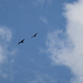 fgk-20260810-Z9-6892a-soaring-birds-chalet-luma-heremence-alpine-sky.jpg