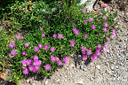 Cooper's ice plant (NL:IJsbloem, Delosperma cooperi) in Bloom