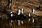 Penguin Figures beside a Woodland Pond