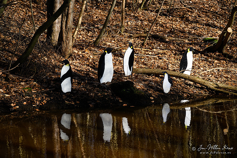 Five black-and-white penguin cutouts arranged on a leaf-covered woodland bank beside still water, with their reflections below.