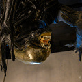 fgk-20260818-Z9-3635a-.jpg