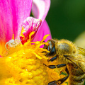 GFK-D800-4091-Honey-bee-and-white-spider-on-dahlia-Dionne.jpg