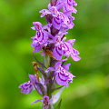 GFK-D800-2928-southern-marsh-orchid-flower-dactylorhiza-majalis.jpg
