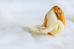 Hairy Shieldbug (Dolycoris baccarum)