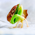 Focus stacked photo of a sprouting brown bean