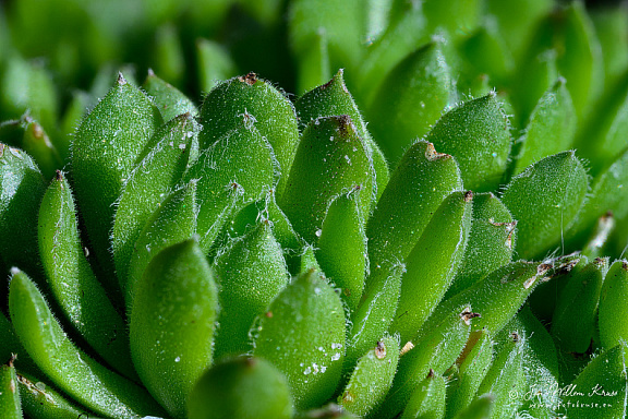 Focus stacked macro image of alpine plant (Sempervivum )
