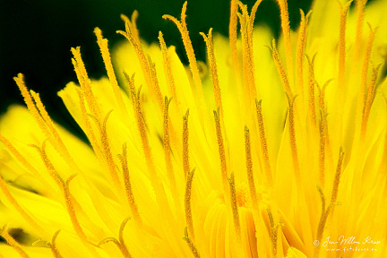 Flower of the paardebloem