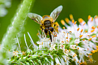 Honey bee fetching nectar from flowers of the White vervain