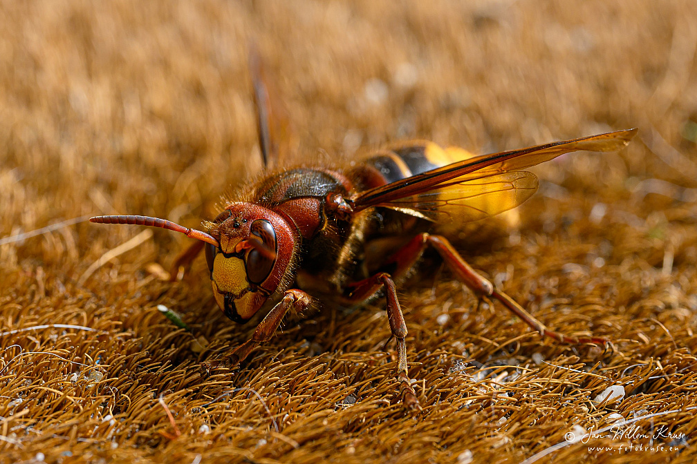 Europese hoornaar of paardenwesp (Vespa crabro)