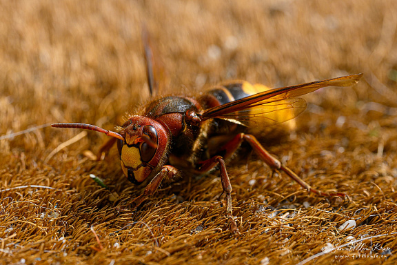 Europese hoornaar of paardenwesp (Vespa crabro)