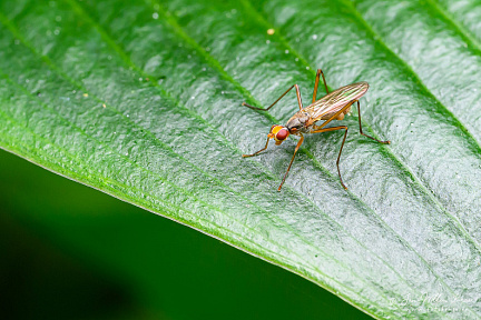 Stilt-legged fly (Neria femoralis), NL: spillebeenvlieg