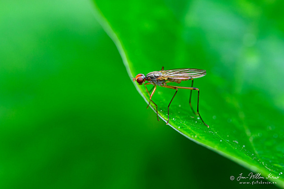 Stilt-legged fly (Neria femoralis), NL: spillebeenvlieg