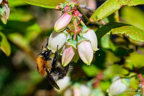 Honey bee collecting nectar from blueberry flower