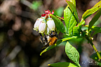 Honey bee collecting nectar from blueberry flower