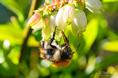 Honey bee collecting nectar from blueberry flower