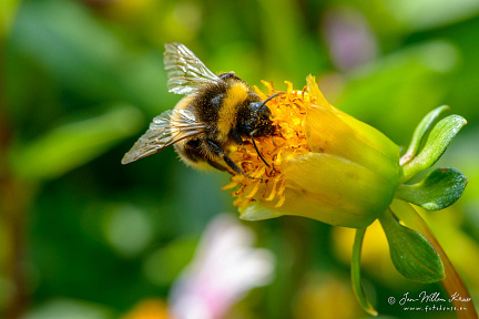 Honey bee fetching nectar from dahlia
