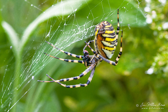 Female wasp spider (Argiope bruennichi) consumes a fly