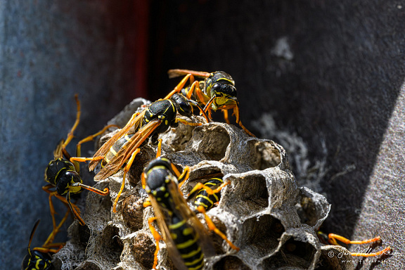 European paper wasp (Polistes dominula)