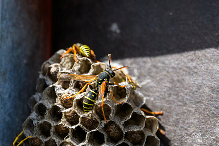 European paper wasp (Polistes dominula)