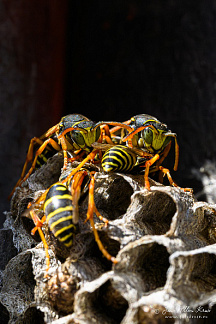 European paper wasp (Polistes dominula)