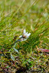 Edelweiss (Leontopodium alpinum) on alpine meadow at 2230 meters high Edelweiss (Leontopodium alpinum) found on alpine meadow in the Dolomites at 2230 meters high. Edelw... Edelweiss (Leontopodium alpinum) on alpine meadow at 2230 meters high