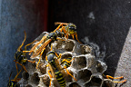 European paper wasp (Polistes dominula)