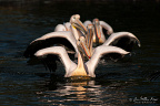 Rosy pelicans (Pelecanus onocrotalus) swimming in formation