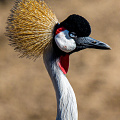 grey crowned crane-Balearica regulorum_D800-6710.jpg