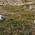 fgk-20260430-meeuwen vlieland - Z6II-european-herring-gulls-vlieland-coastal-grassland.jpg