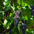 fgk-20260813-Z9-0914a-common-grapevine-grape-clusters-longeborgne-valais.jpg