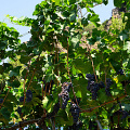 fgk-20260813-Z9-0913a-common-grapevine-dark-grape-clusters-vitis-vinifera.jpg