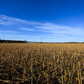 fgk-20260817-20260302-no metadata-Z9-1805a-harvested-field-blue-sky-landscape.jpg
