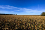 Harvested Field under a Blue Sky