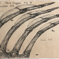 hr-giger-alien-3-facehugger-fig-b-drawing-102-gruyeres_Z9-3598a.jpg